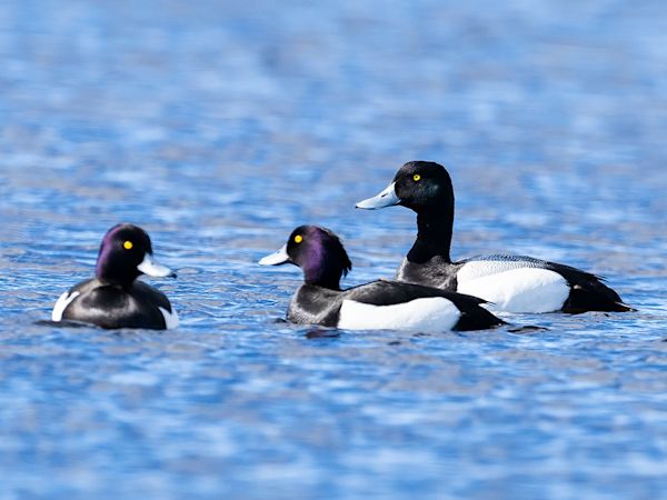 Greater Scaups (Aythya marila) by Leander Khil